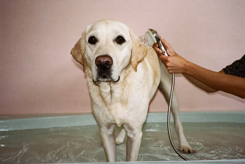 A labrador being rinsed in a grooming bath