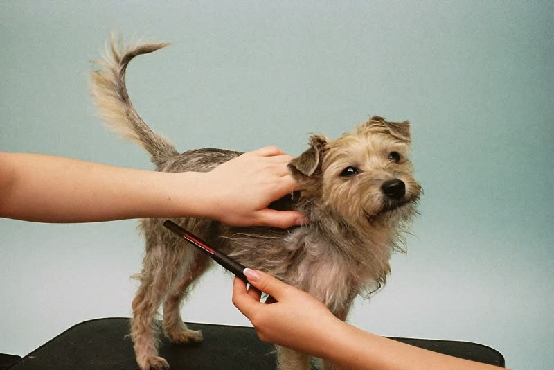 A small dog having its coat brushed out on a grooming table