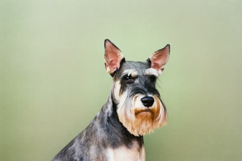 A schnauzer sitting calmly after a groom