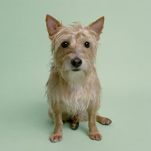 A small terrier freshly bathed and towel-dried