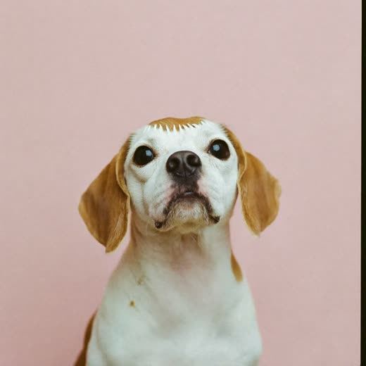 A cockapoo with a freshly trimmed face and muzzle