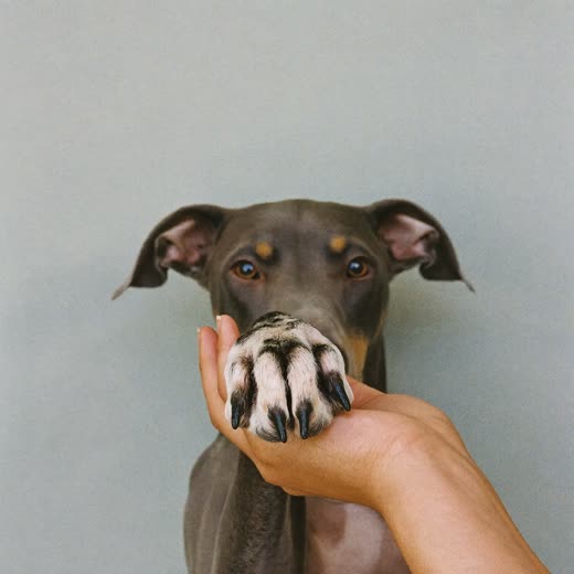 A dog's paw held steady for a nail trim