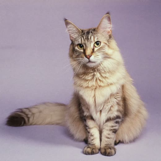 A long-haired cat with a freshly brushed coat