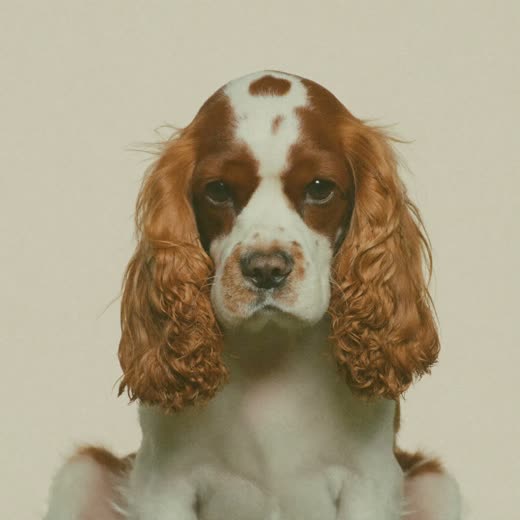 A spaniel with clean ears and a de-shedded coat